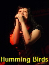 Humming Birds