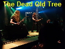 The Old Dead Tree